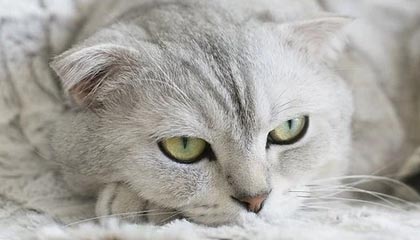 开云体育-瓜迪奥拉回应争议：教练身份不影响我为无辜者发声